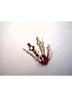 Silver bell caps large